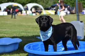 severn vet dogs contest